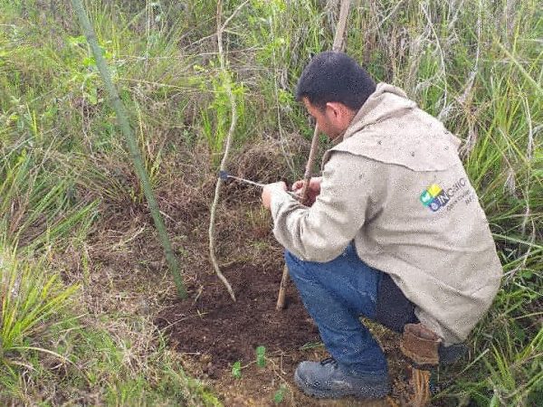Ingebiomas (4)